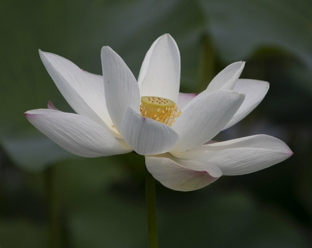 flower, lotus, white flower-8568375.jpg